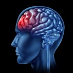 Psykologi - menneskehjerne med rød frontallap